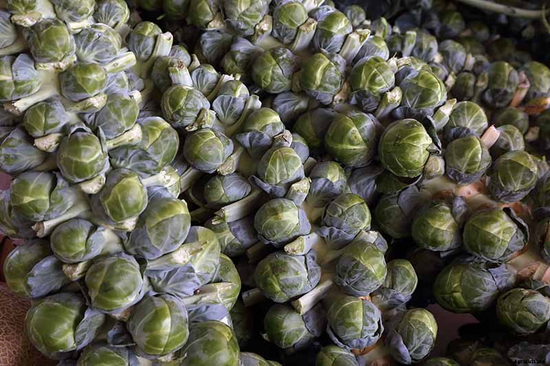 Loose-Leafed Brussels Sprouts: What to Do for Poorly Formed Heads