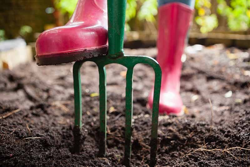 Loose-Leafed Brussels Sprouts: What to Do for Poorly Formed Heads