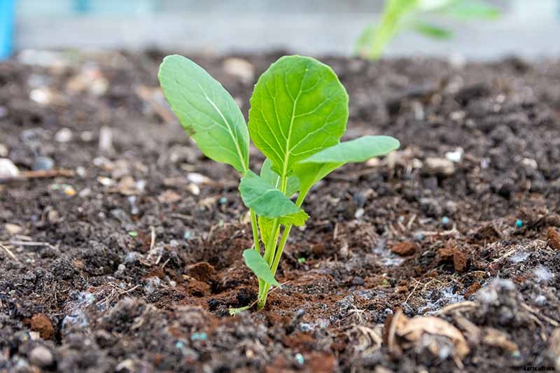 Loose-Leafed Brussels Sprouts: What to Do for Poorly Formed Heads