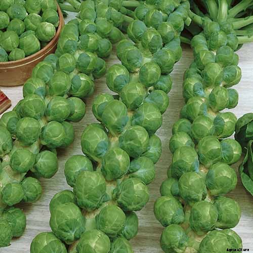Loose-Leafed Brussels Sprouts: What to Do for Poorly Formed Heads