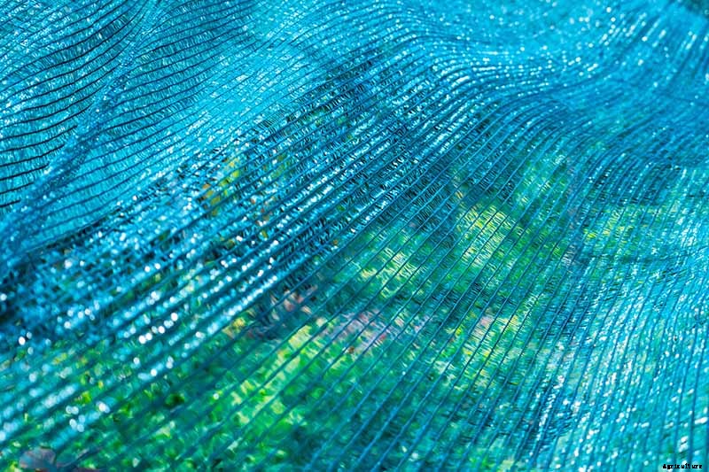 Loose-Leafed Brussels Sprouts: What to Do for Poorly Formed Heads