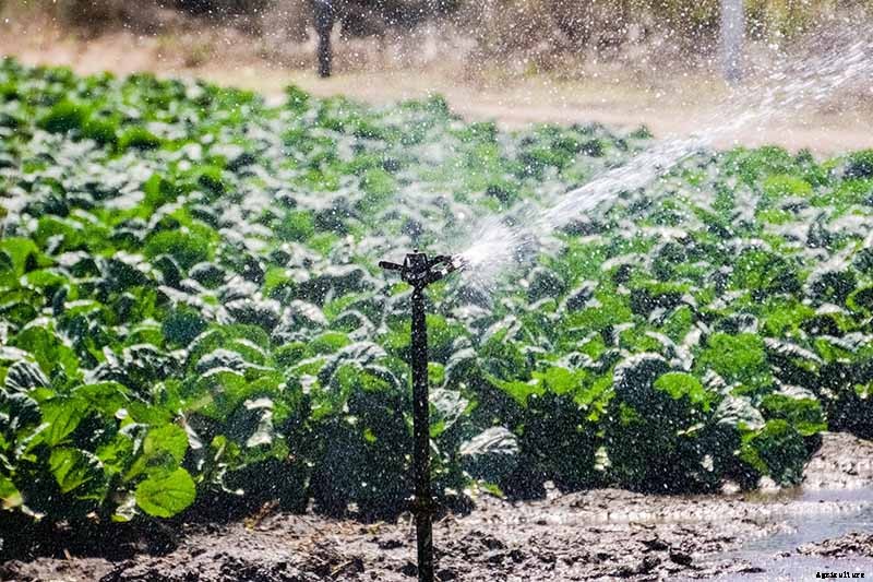 Loose-Leafed Brussels Sprouts: What to Do for Poorly Formed Heads