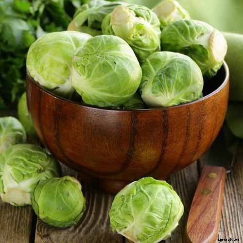 Loose-Leafed Brussels Sprouts: What to Do for Poorly Formed Heads