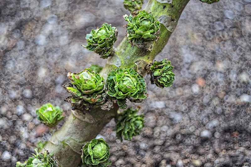 Loose-Leafed Brussels Sprouts: What to Do for Poorly Formed Heads