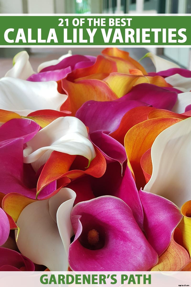 21 of the Best Calla Lilies for Sensational Summer Blooms
