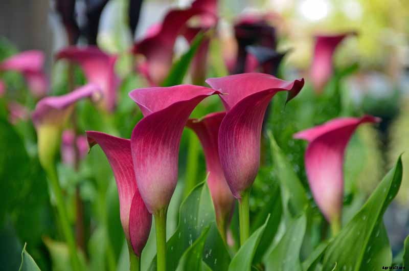 21 of the Best Calla Lilies for Sensational Summer Blooms