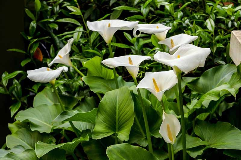 21 of the Best Calla Lilies for Sensational Summer Blooms