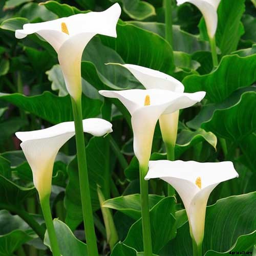 21 of the Best Calla Lilies for Sensational Summer Blooms