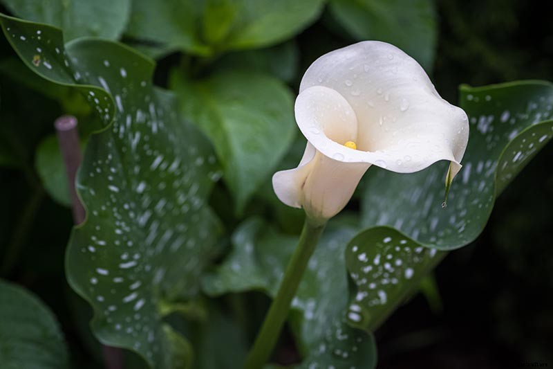21 of the Best Calla Lilies for Sensational Summer Blooms