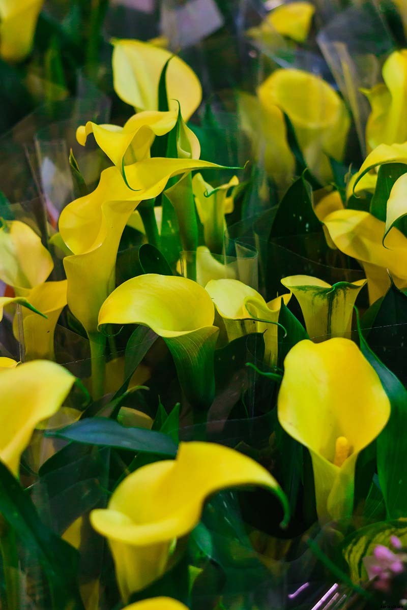 21 of the Best Calla Lilies for Sensational Summer Blooms