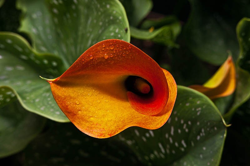 21 of the Best Calla Lilies for Sensational Summer Blooms