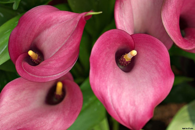 21 of the Best Calla Lilies for Sensational Summer Blooms