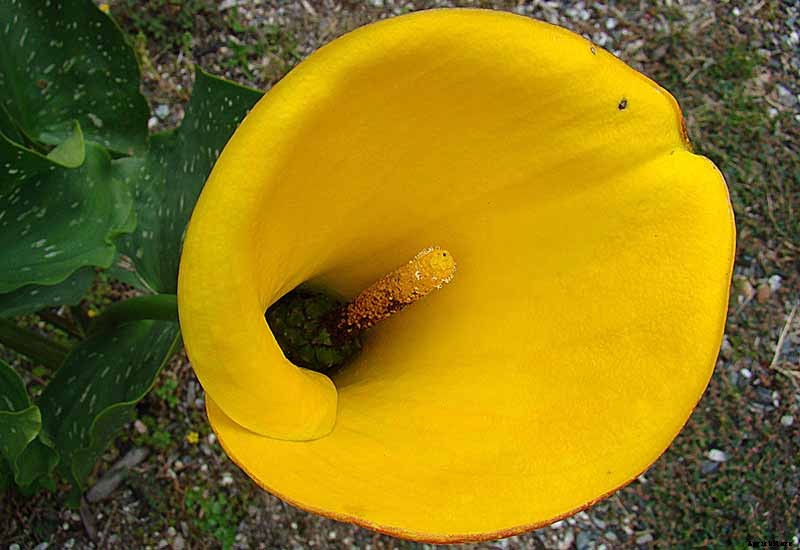 21 of the Best Calla Lilies for Sensational Summer Blooms