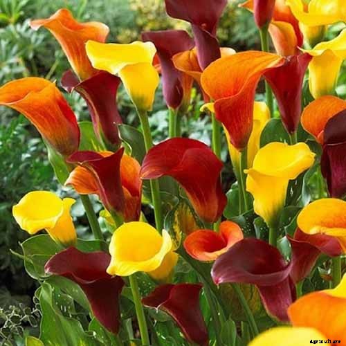 21 of the Best Calla Lilies for Sensational Summer Blooms