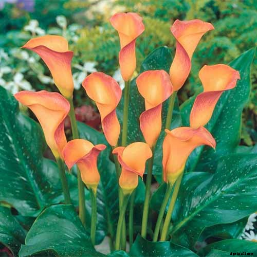 21 of the Best Calla Lilies for Sensational Summer Blooms