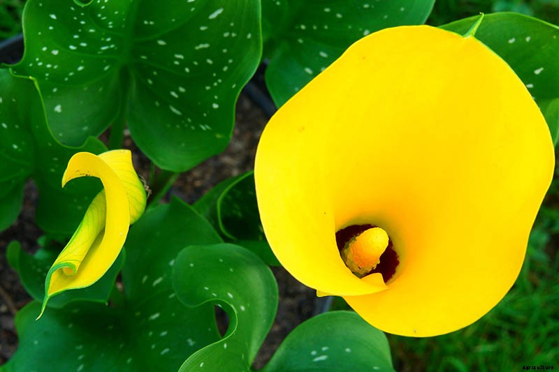 21 of the Best Calla Lilies for Sensational Summer Blooms