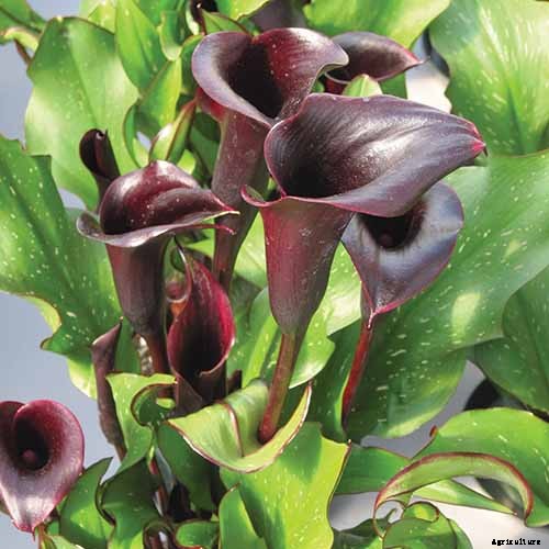 21 of the Best Calla Lilies for Sensational Summer Blooms
