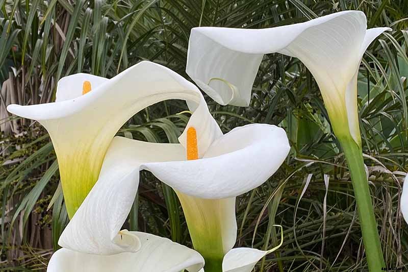 21 of the Best Calla Lilies for Sensational Summer Blooms