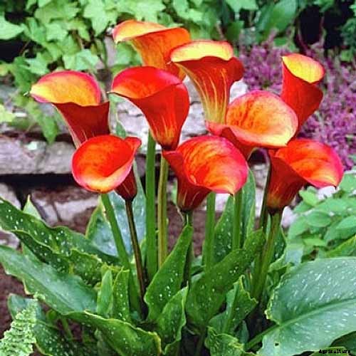 21 of the Best Calla Lilies for Sensational Summer Blooms