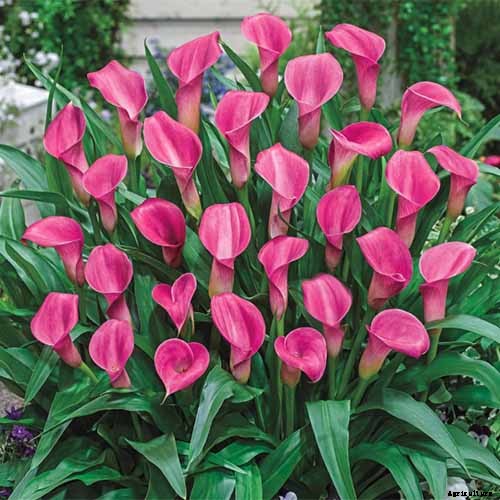 21 of the Best Calla Lilies for Sensational Summer Blooms