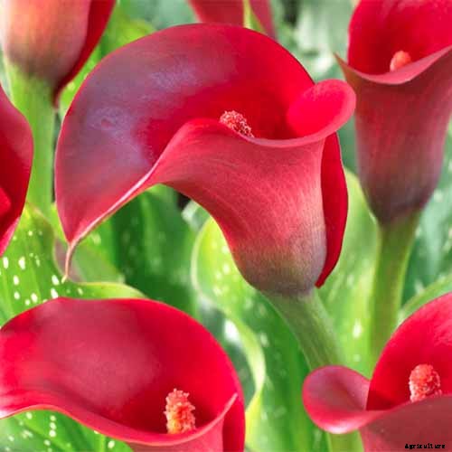 21 of the Best Calla Lilies for Sensational Summer Blooms
