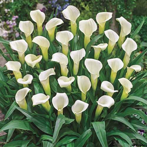 21 of the Best Calla Lilies for Sensational Summer Blooms
