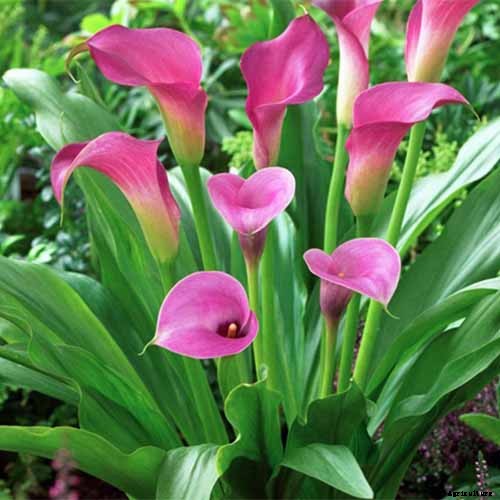21 of the Best Calla Lilies for Sensational Summer Blooms