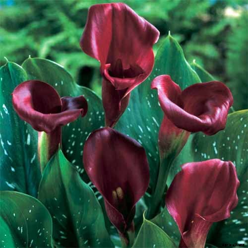 21 of the Best Calla Lilies for Sensational Summer Blooms