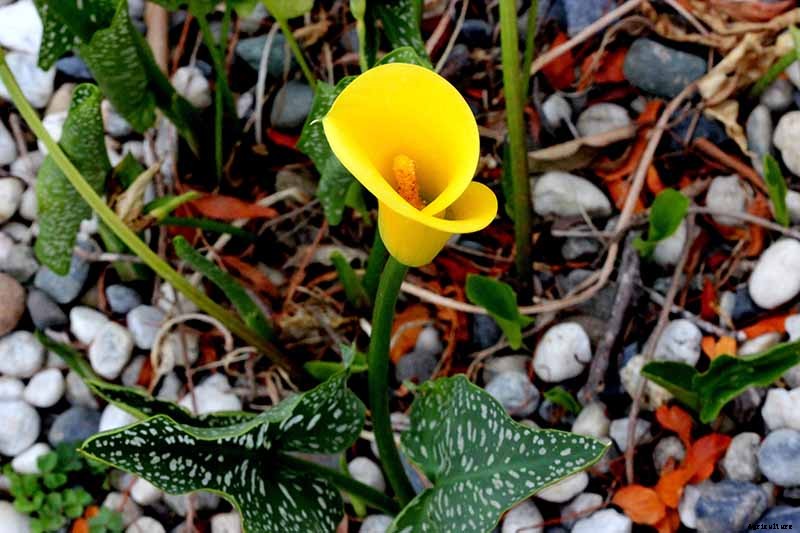 21 of the Best Calla Lilies for Sensational Summer Blooms