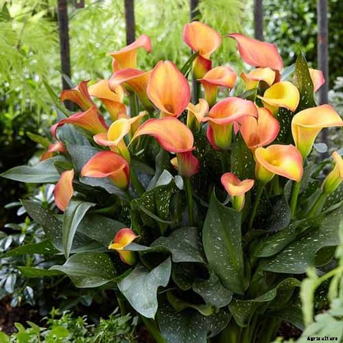 21 of the Best Calla Lilies for Sensational Summer Blooms