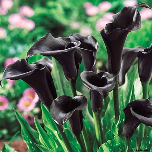 21 of the Best Calla Lilies for Sensational Summer Blooms