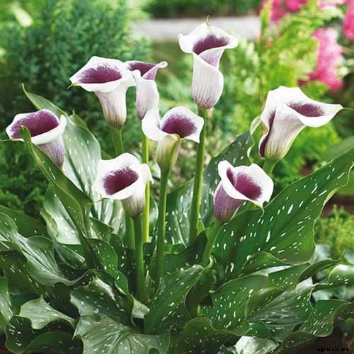 21 of the Best Calla Lilies for Sensational Summer Blooms
