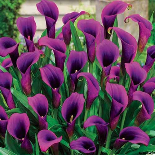 21 of the Best Calla Lilies for Sensational Summer Blooms