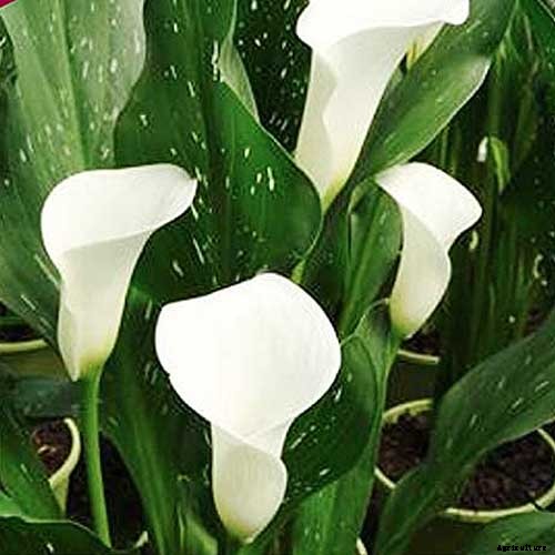 21 of the Best Calla Lilies for Sensational Summer Blooms
