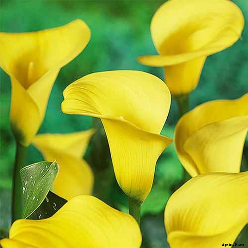21 of the Best Calla Lilies for Sensational Summer Blooms