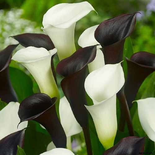 21 of the Best Calla Lilies for Sensational Summer Blooms