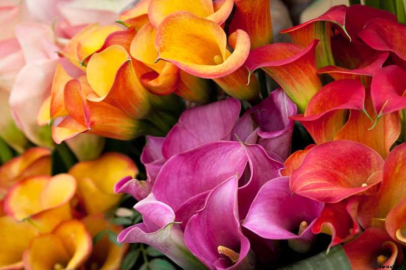 21 of the Best Calla Lilies for Sensational Summer Blooms
