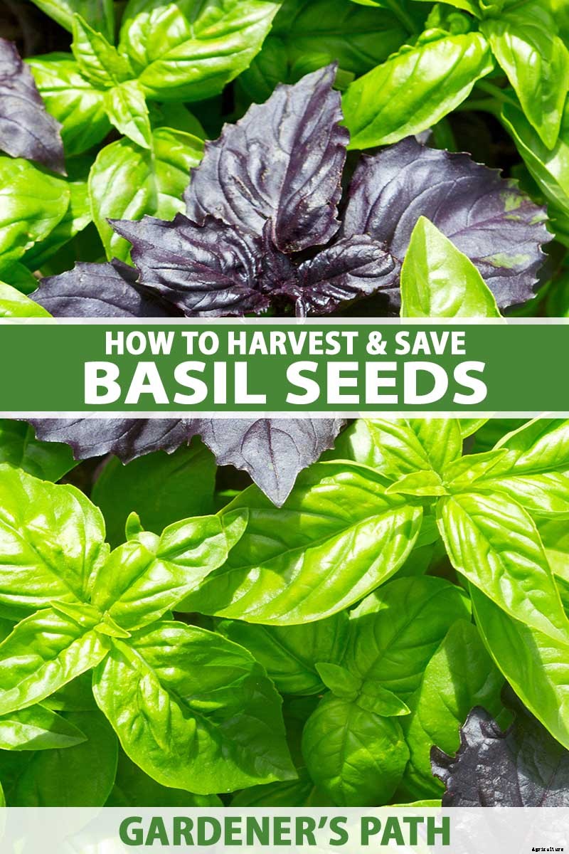 How to Harvest and Save Basil Seed