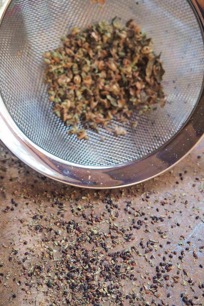 How to Harvest and Save Basil Seed