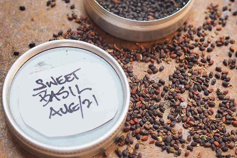 How to Harvest and Save Basil Seed