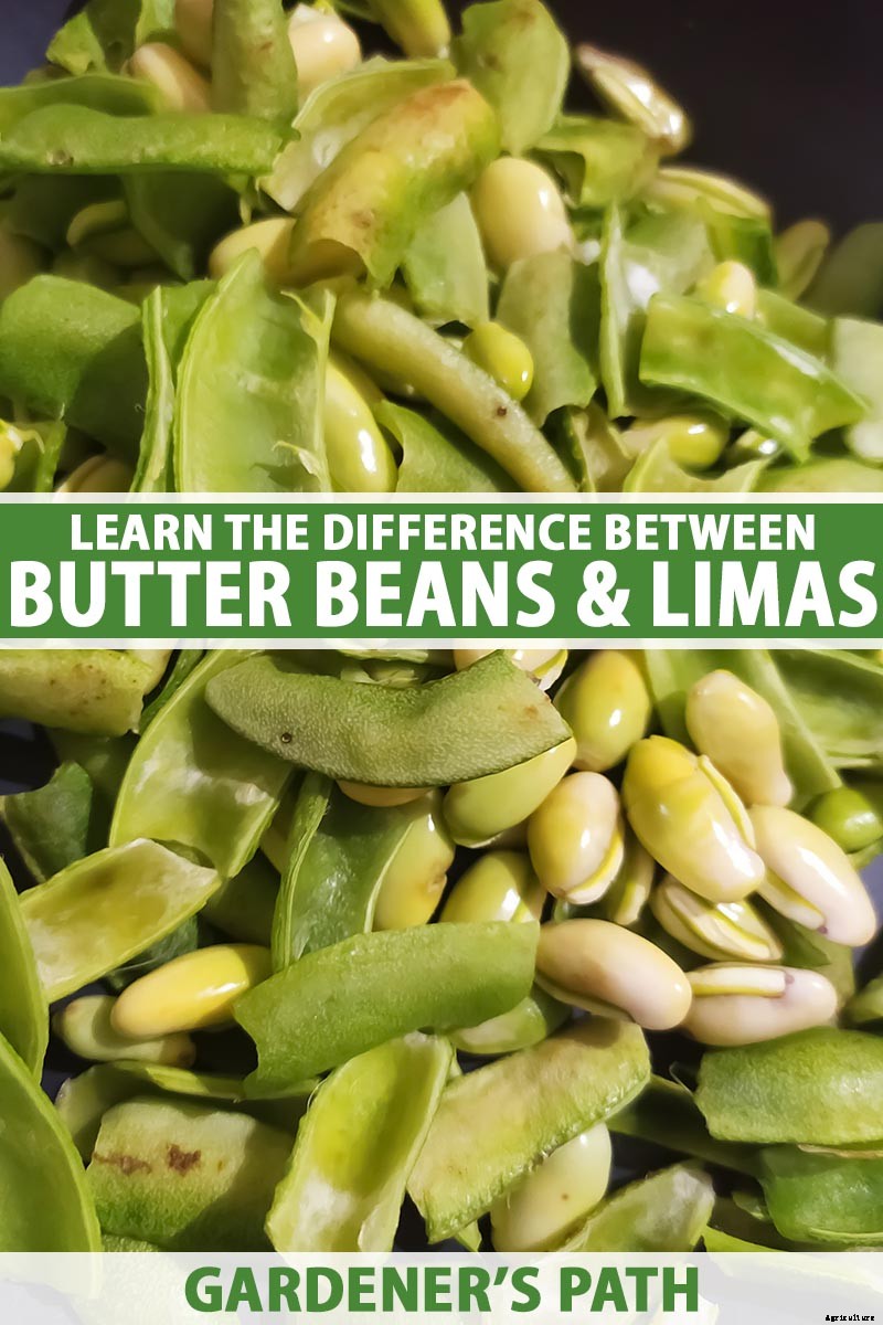 What’s the Difference Between Butter Beans and Limas?