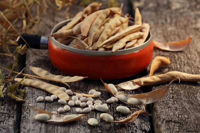 What’s the Difference Between Butter Beans and Limas?