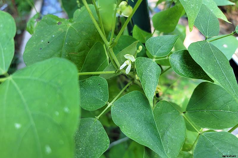 What’s the Difference Between Butter Beans and Limas?