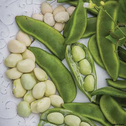 What’s the Difference Between Butter Beans and Limas?