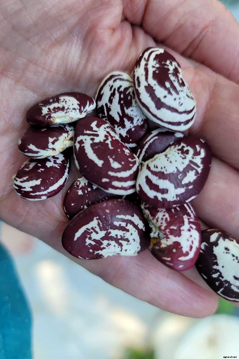 What’s the Difference Between Butter Beans and Limas?