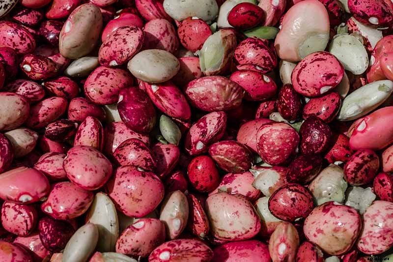What’s the Difference Between Butter Beans and Limas?