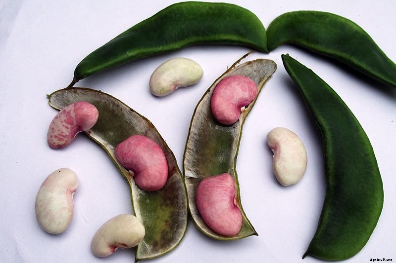 What’s the Difference Between Butter Beans and Limas?