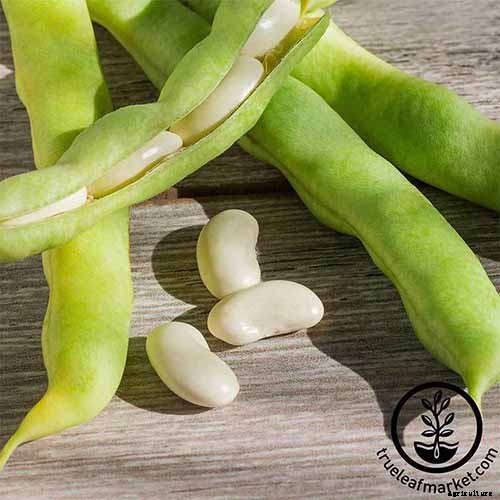 What’s the Difference Between Butter Beans and Limas?