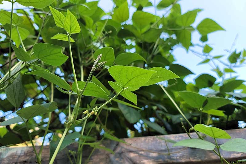 What’s the Difference Between Butter Beans and Limas?