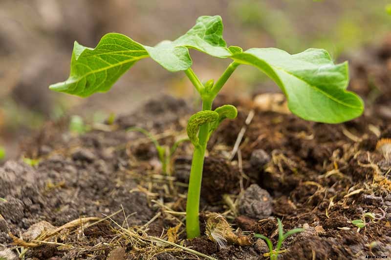 What’s the Difference Between Butter Beans and Limas?